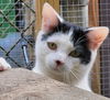 adoptable Cat in Ellijay, GA named Gage