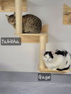 Tabitha - Photo 2