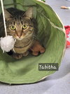 Tabitha - Photo 3