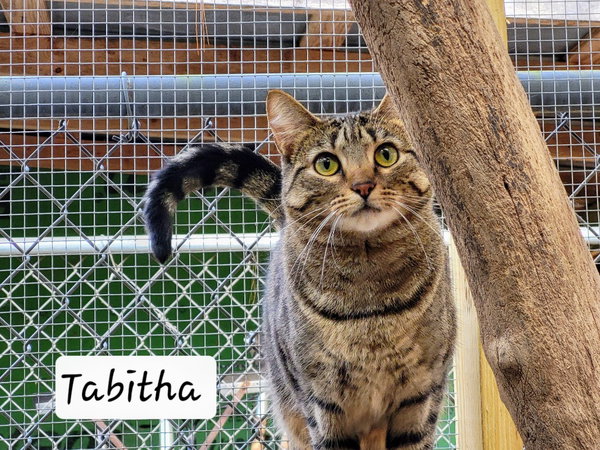 Tabitha