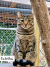 Tabitha - Photo 1