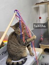 Tabitha - Photo 2