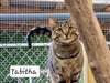 Tabitha - Photo 4