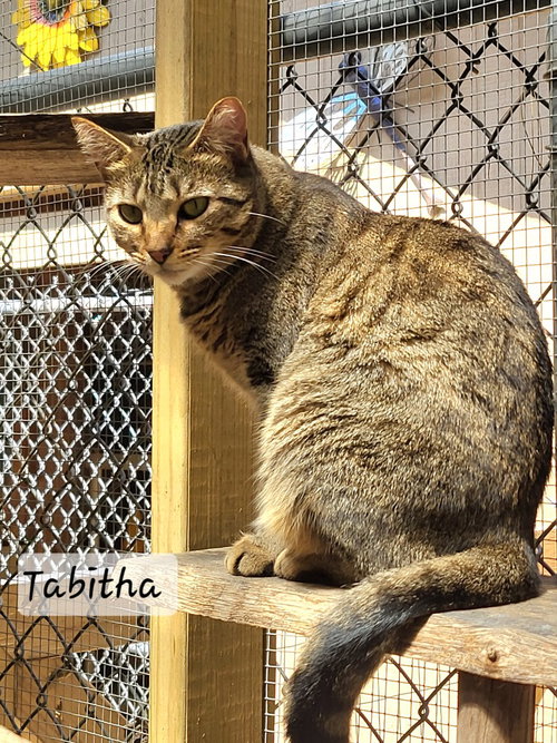 Tabitha, a cat for adoption from Homeward Bound Pet Rescue Inc. of Gilmer County