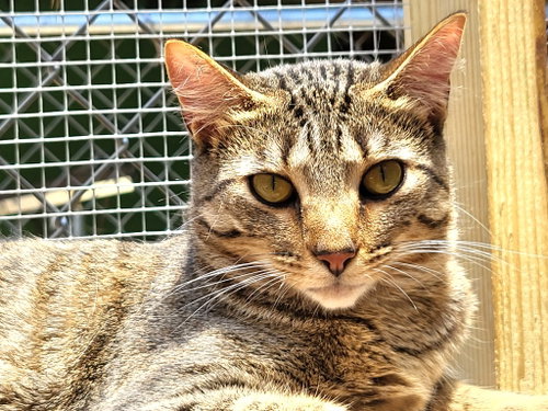 Photo 2 of Tabitha