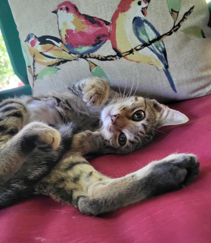 adoptable Cat in Ellijay, GA named Tabitha