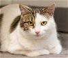 adoptable Cat in ellijay, GA named Heidi