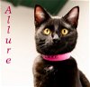 adoptable Cat in li, GA named Allure