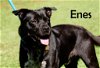 adoptable Dog in  named Enes