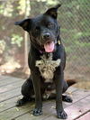 adoptable Dog in Ellijay, GA named Enes