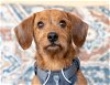 adoptable Dog in li, GA named Milo