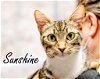 adoptable Cat in ellijay, GA named Sunshine