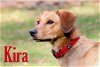adoptable Dog in li, GA named Kira