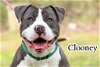 adoptable Dog in ellijay, GA named Clooney
