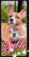 adoptable Dog in  named Sable