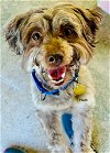 adoptable Dog in ellijay, GA named Huck