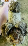 adoptable Dog in li, GA named Irie