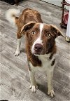 adoptable Dog in ellijay, GA named Chip