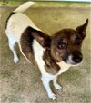 adoptable Dog in ellijay, GA named Pippa