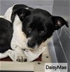 adoptable Dog in  named DaisyMae