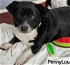 adoptable Dog in  named PennyLou