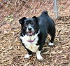 adoptable Dog in Ellijay, GA named PennyLou