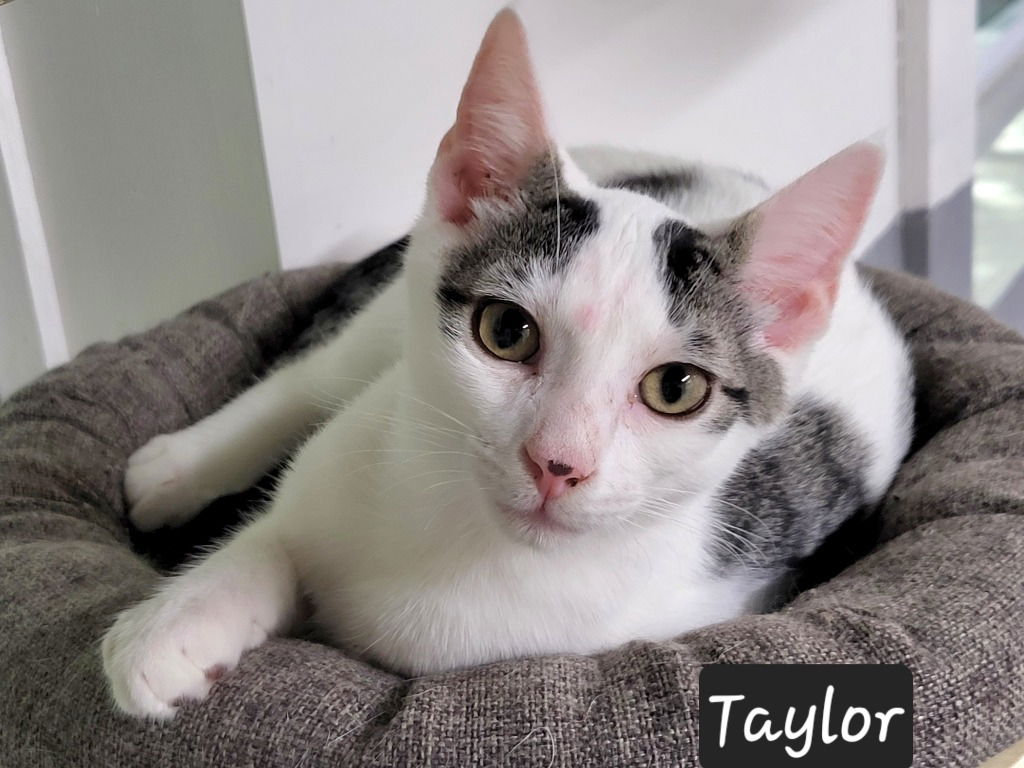 adoptable Cat in Ellijay, GA named Taylor