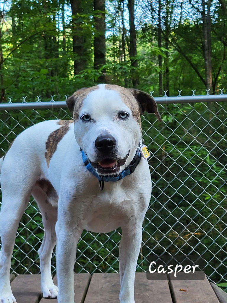 adoptable Dog in Ellijay, GA named Casper