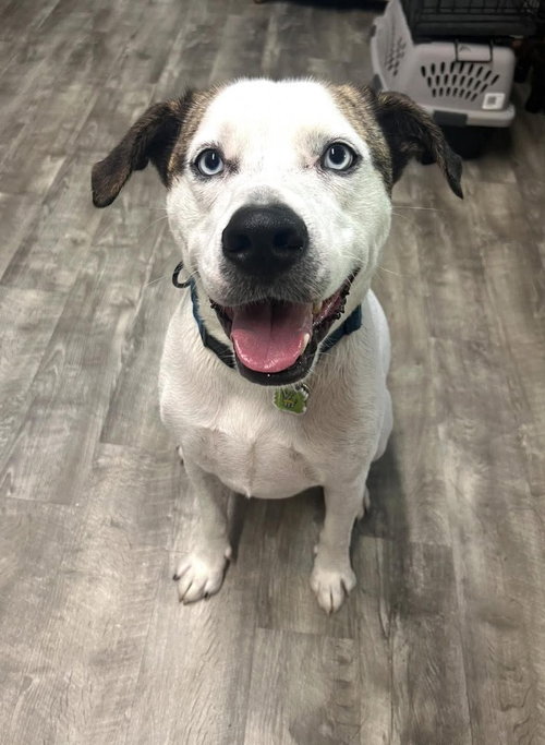 CASPER - Boxer / Catahoula Leopard Dog available for adoption