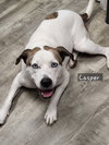 Casper - Photo 1