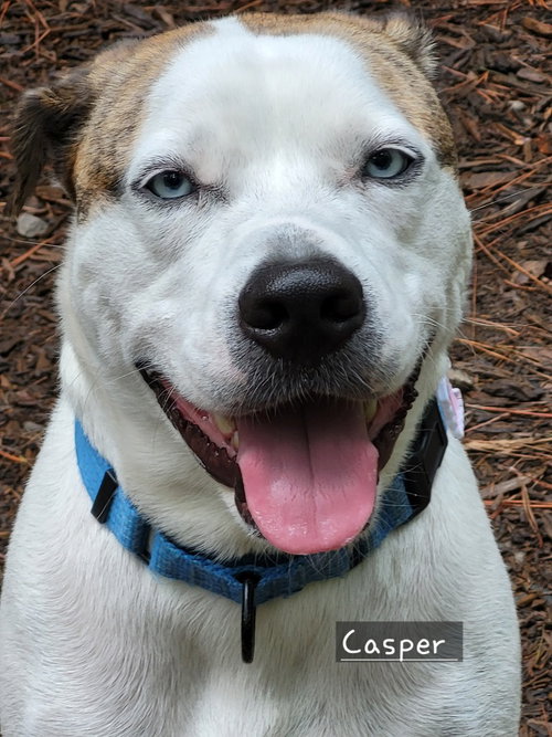 CASPER - Boxer / Catahoula Leopard Dog available for adoption