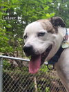 Casper - Photo 3