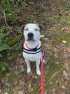 adoptable Dog in  named Casper