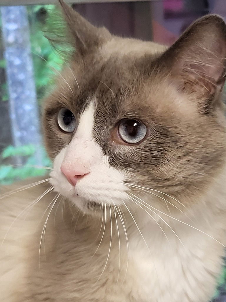 adoptable Cat in Ellijay, GA named Frank