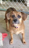 adoptable Dog in  named Carmel