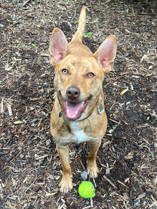 picture of the dog needing adoption