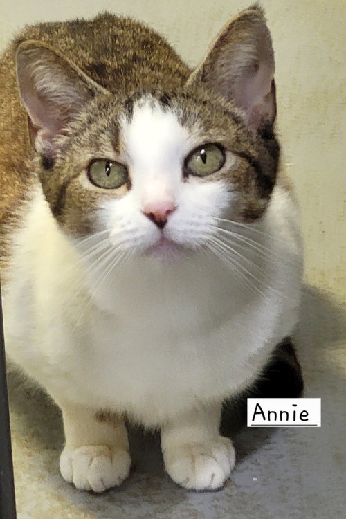 ANNIE - Tabby available for adoption