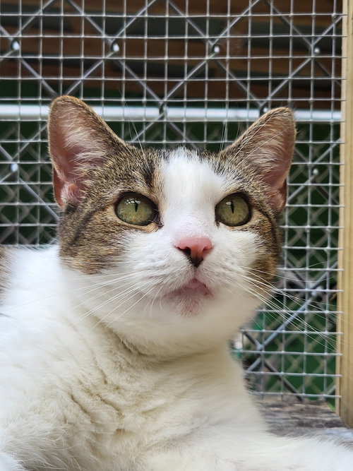 ANNIE - Tabby available for adoption