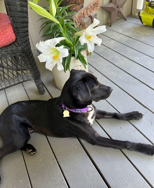 picture of the dog needing adoption