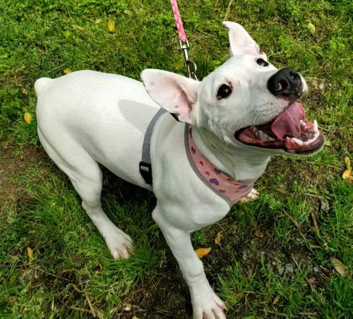 picture of the dog needing adoption