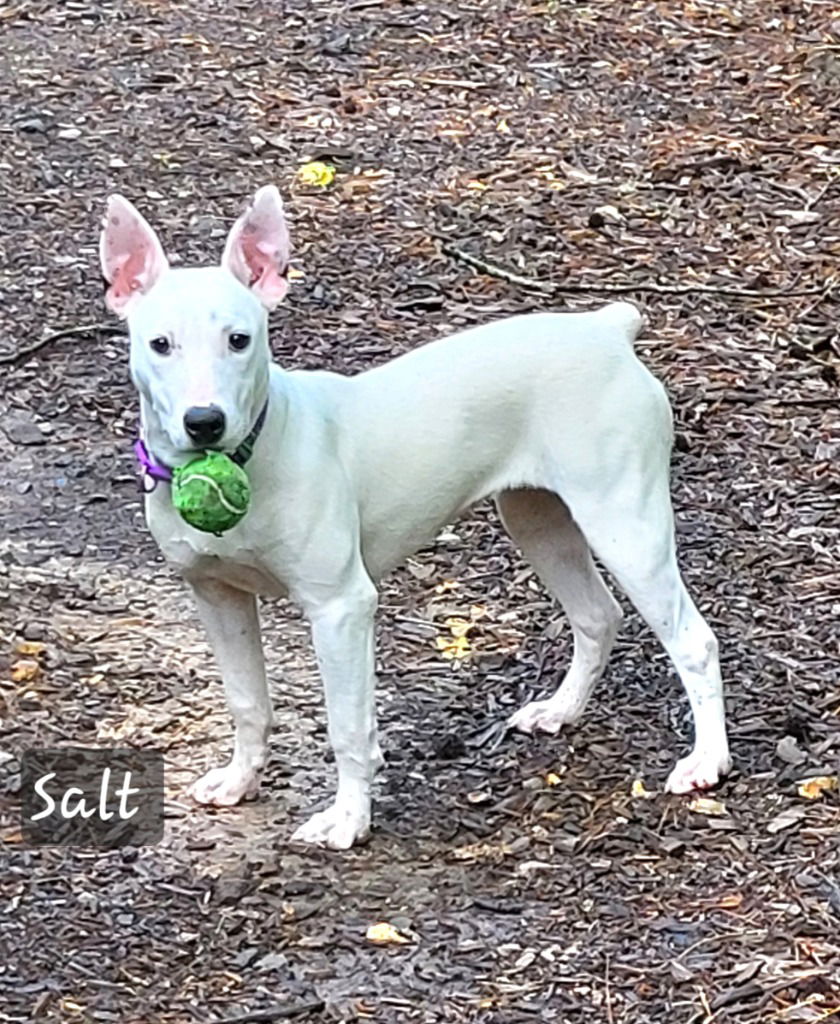 adoptable Dog in Ellijay, GA named Salt