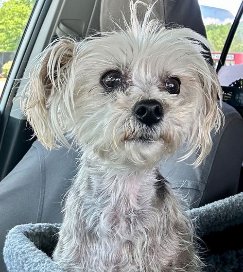 picture of the dog needing adoption