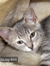 adoptable Cat in Ellijay, GA named Sassy Girl