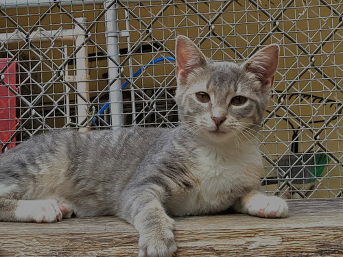 picture of the cat needing adoption