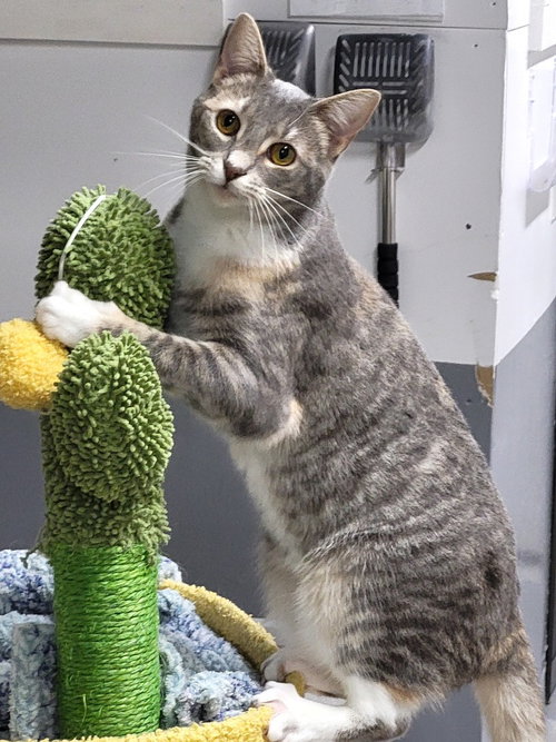 SASSY GIRL - Tabby available for adoption