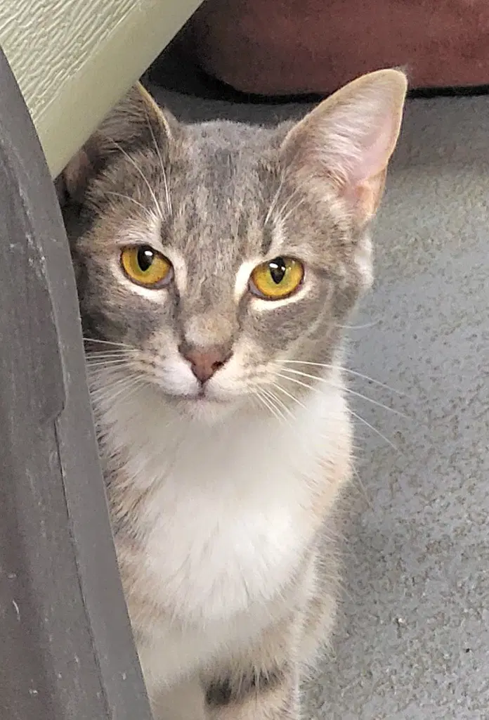 Sassy Girl - Tabby