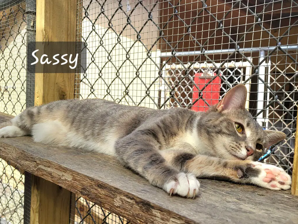 Sassy Girl image 2