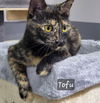 adoptable Cat in Ellijay, GA named Tofu