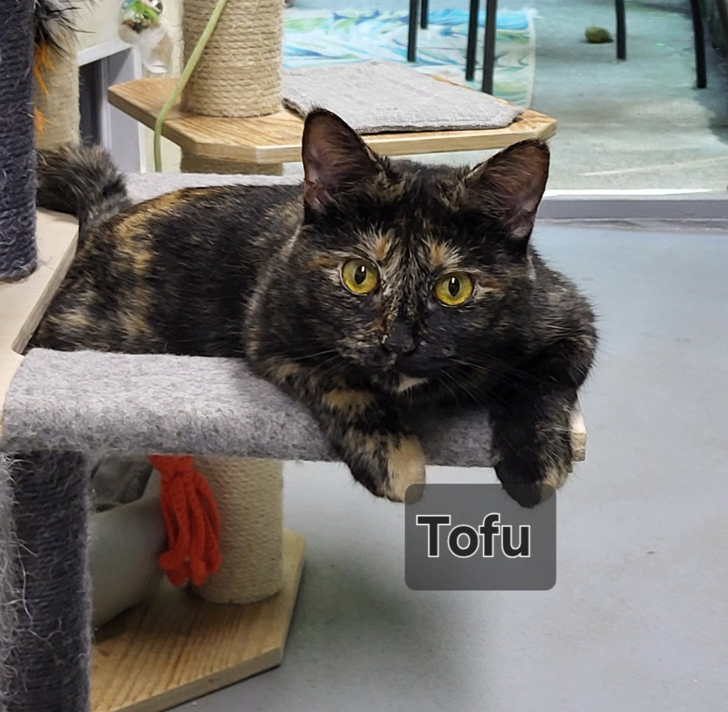 Tofu