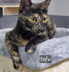 Tofu - Photo 2